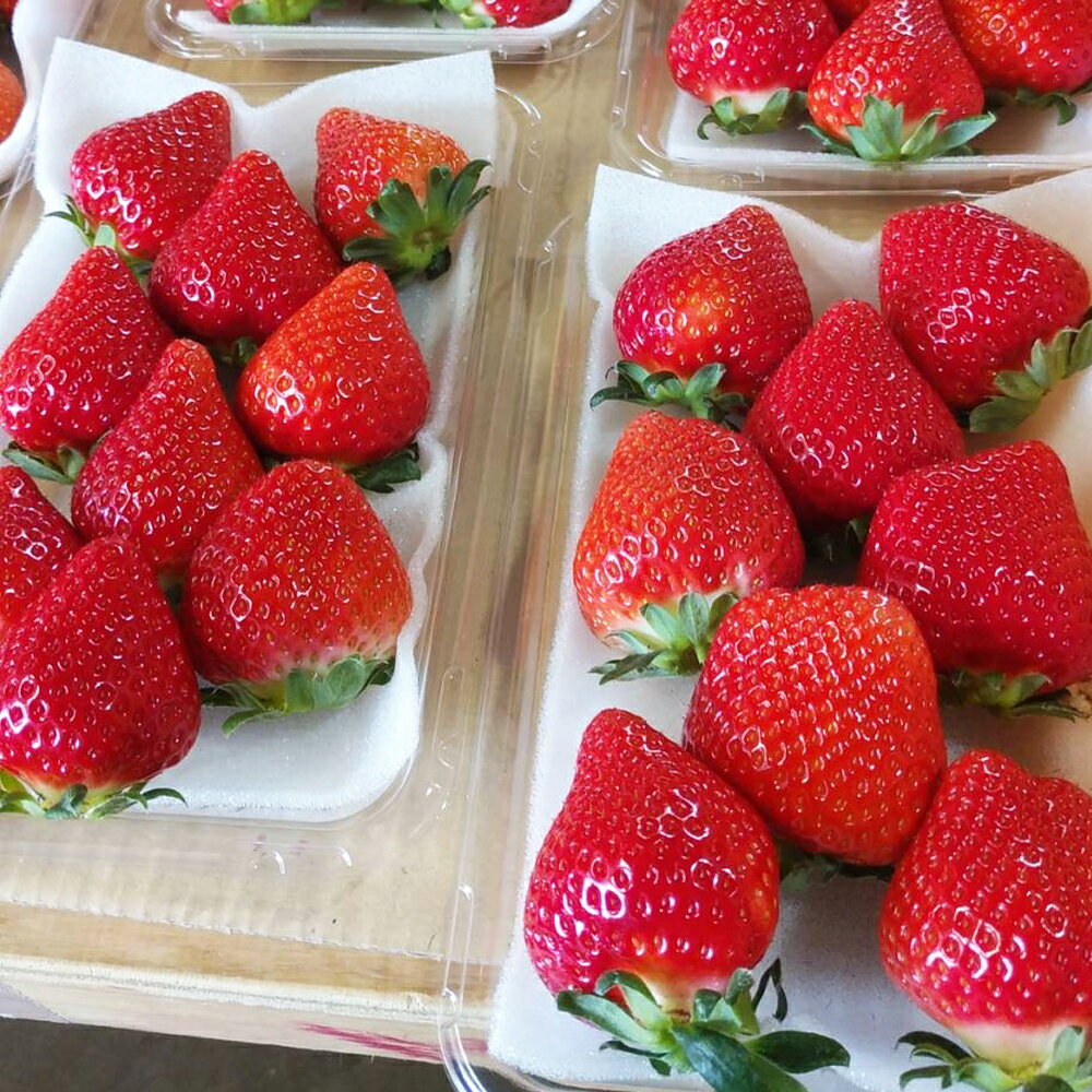絢音ベリー農園 "絢" いちご 500gまたは1kg （250g×2パックまたは4パック） ゆうべに 先行予約 高級 フルーツ ギフト 厳選 希少 選べる内容量 くだもの 果物 九州 熊本県 送料無料 【2025年12月上旬発送開始】