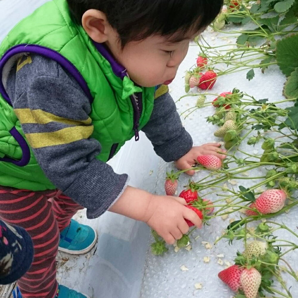 【ふるさと納税】絢音ベリー農園 "絢" いちご 500gまたは1kg （250g×2パックまたは4パック） ゆうべに 先行予約 高級 フルーツ ギフト 厳選 希少 選べる内容量 くだもの 果物 九州 熊本県 送料無料 【2025年12月上旬発送開始】 サムネイル2