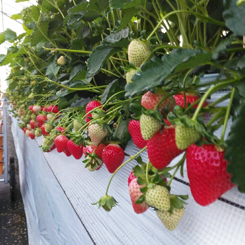 【ふるさと納税】絢音ベリー農園 "絢" いちご 500gまたは1kg （250g×2パックまたは4パック） ゆうべに 先行予約 高級 フルーツ ギフト 厳選 希少 選べる内容量 くだもの 果物 九州 熊本県 送料無料 【2025年12月上旬発送開始】 サムネイル3