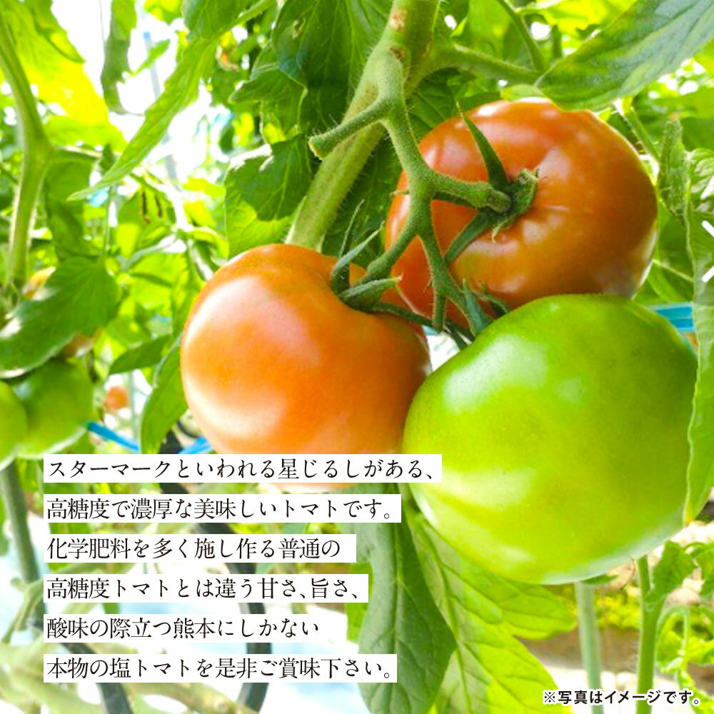 【ふるさと納税】まるでデザートのような甘～い 高級塩トマト 2.5kg×1箱 熊本県産 トマト 高糖度 塩トマト 野菜 熊本産 九州 熊本県 送料無料 【2026年1月下旬発送開始】 - 画像3