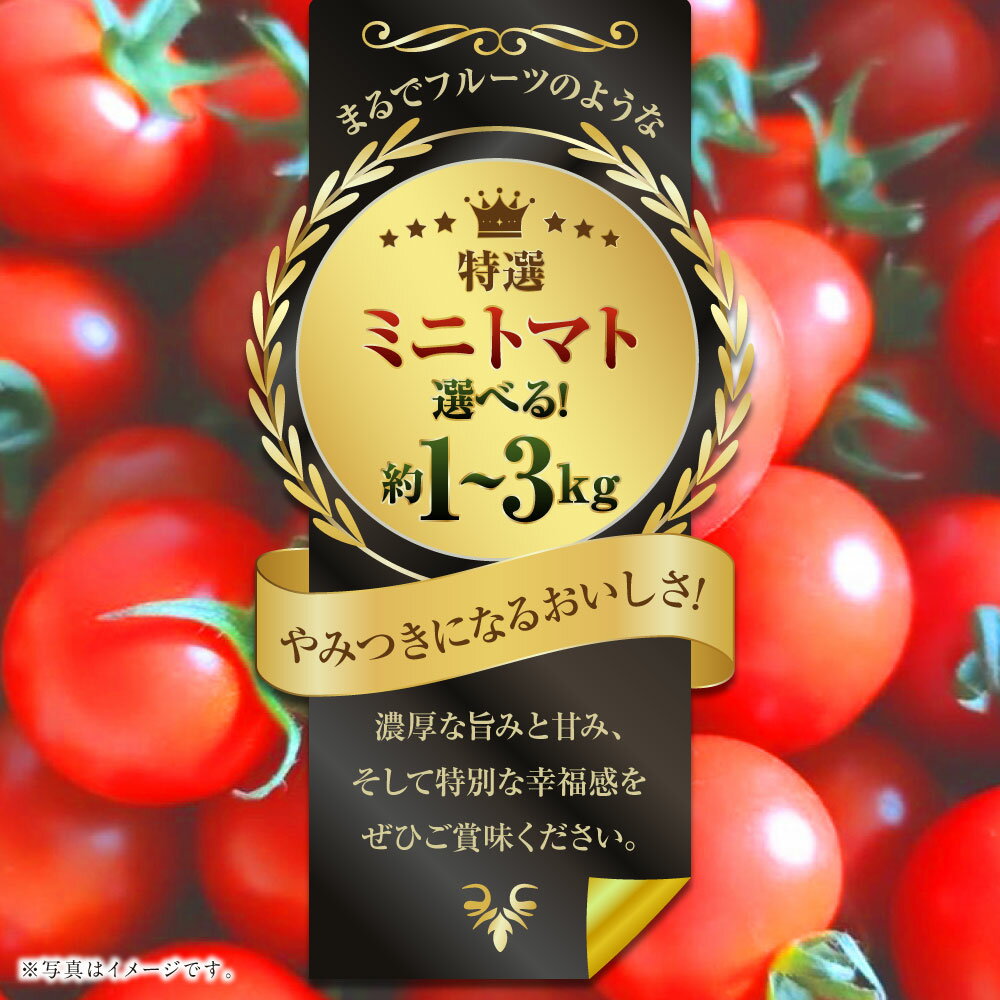 【ふるさと納税】【選べる容量】 まるでフルーツのような特選ミニトマト (1kg / 2kg / 3kg) 熊本県産 ミニトマト 高糖度 トマト 野菜 熊本産 九州 熊本県 送料無料 【2025年12月下旬発送開始】 - 画像2