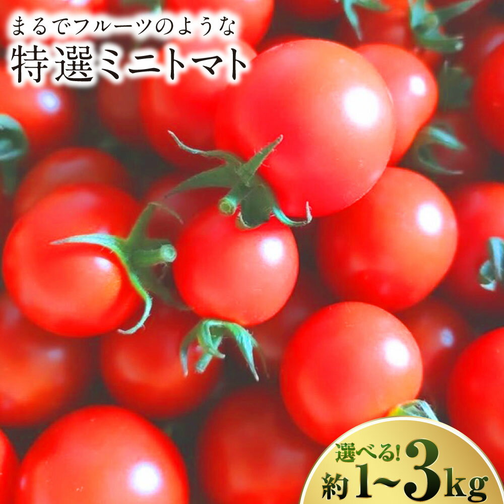 【選べる容量】 まるでフルーツのような特選ミニトマト (1kg / 2kg / 3kg) 熊本県産 ミニトマト 高糖度 トマト 野菜 熊本産 九州 熊本県 送料無料 【2025年12月下旬発送開始】