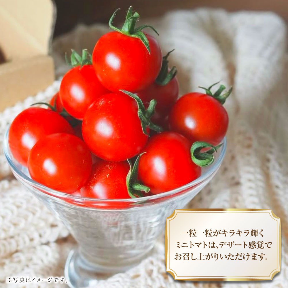 【ふるさと納税】【選べる容量】 まるでフルーツのような特選ミニトマト (1kg / 2kg / 3kg) 熊本県産 ミニトマト 高糖度 トマト 野菜 熊本産 九州 熊本県 送料無料 【2025年12月下旬発送開始】 - 画像3