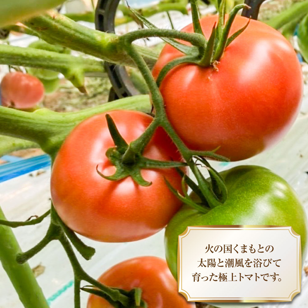 【ふるさと納税】太陽の恵みを閉じ込めた真っ赤な大玉トマト 2kg (熊本県産) 【2026年1月下旬発送開始】 トマト とまと 野菜 やさい リコピン 食品 九州 熊本県 熊本 常温 送料無料 - 画像3