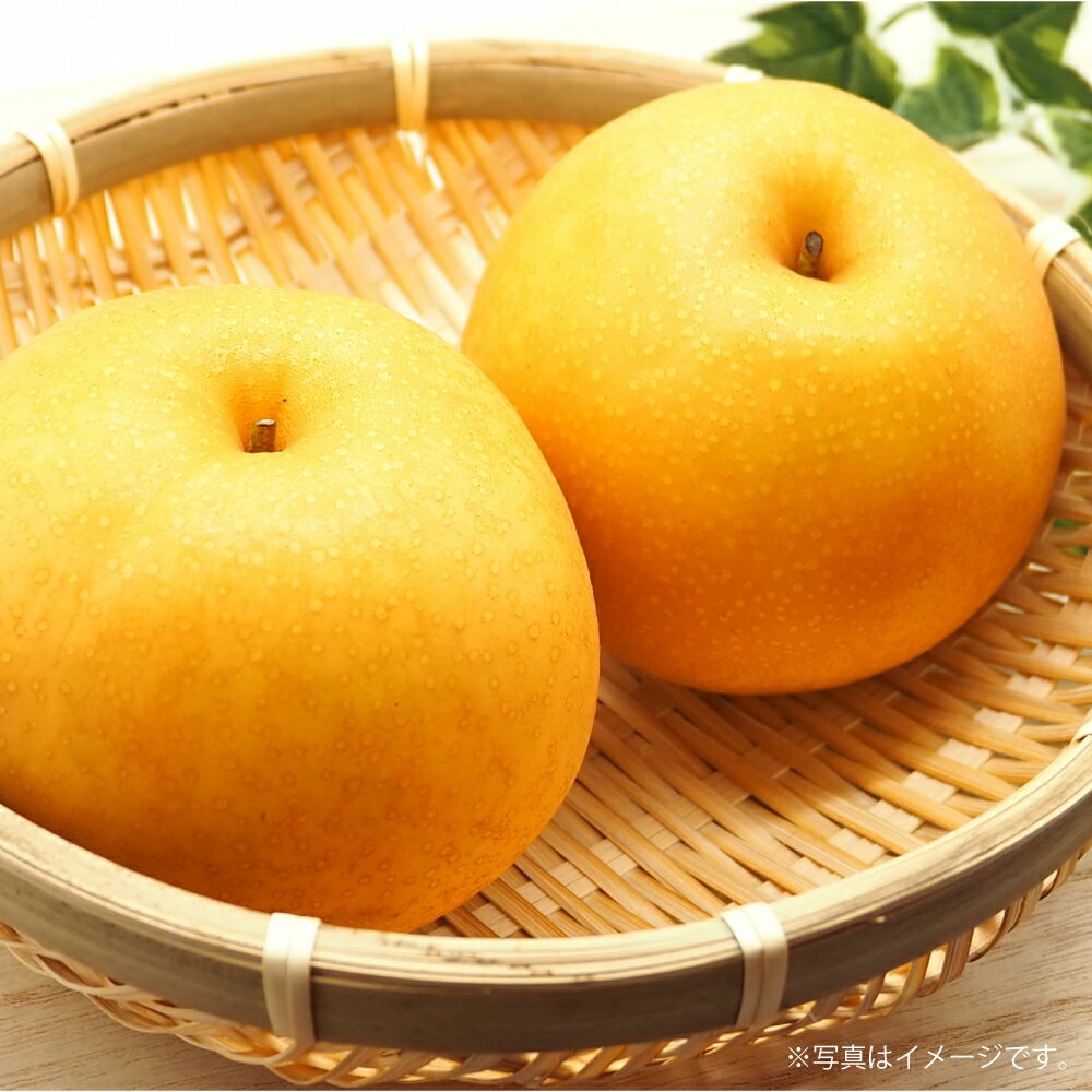 吉野梨 新高 約5kg 梨 フルーツ 果物 なし ナシ 冷蔵 熊本産 九州 熊本県 送料無料 【2026年9月下旬発送開始】