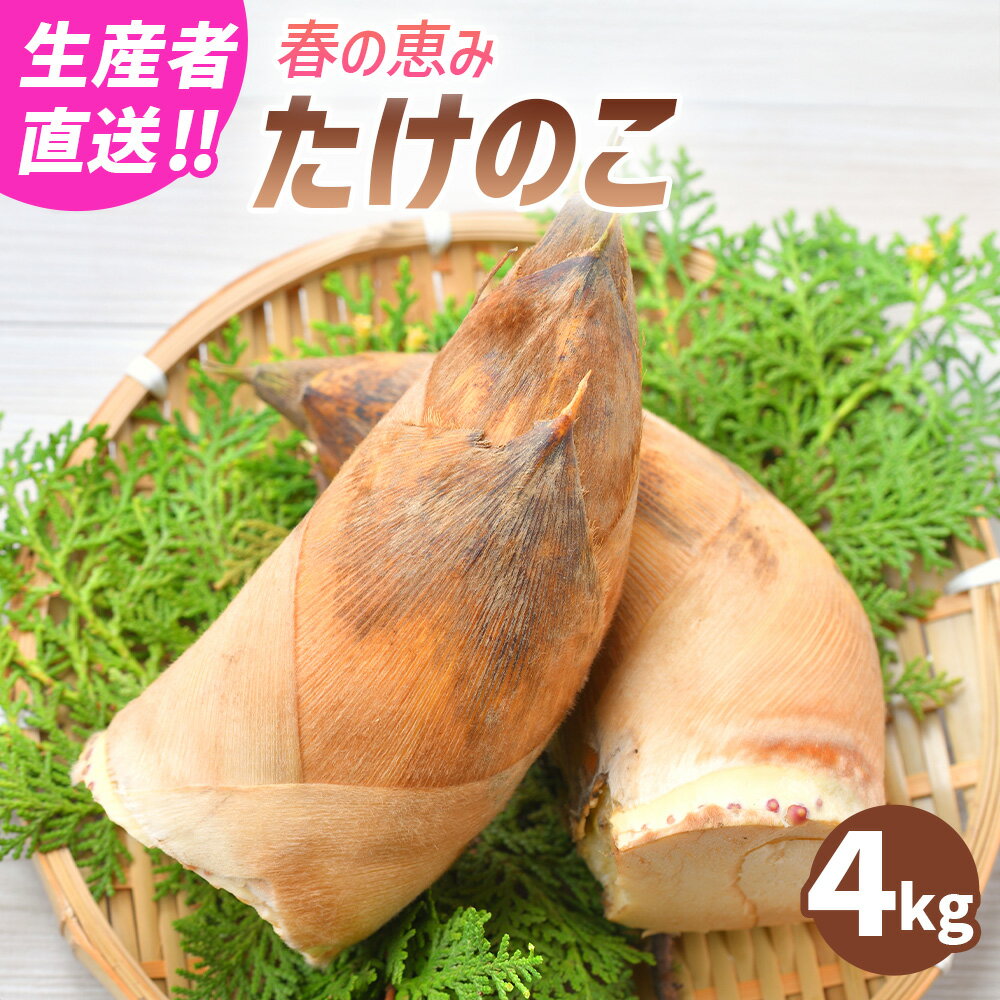 【生産者直送】春の恵み たけのこ 4kg （2～5本） 11000円 1万1000円 筍 旬菜 野菜 やさい 国産 熊本県産 九州 熊本県 送料無料 【2026年4月上旬発送開始】
