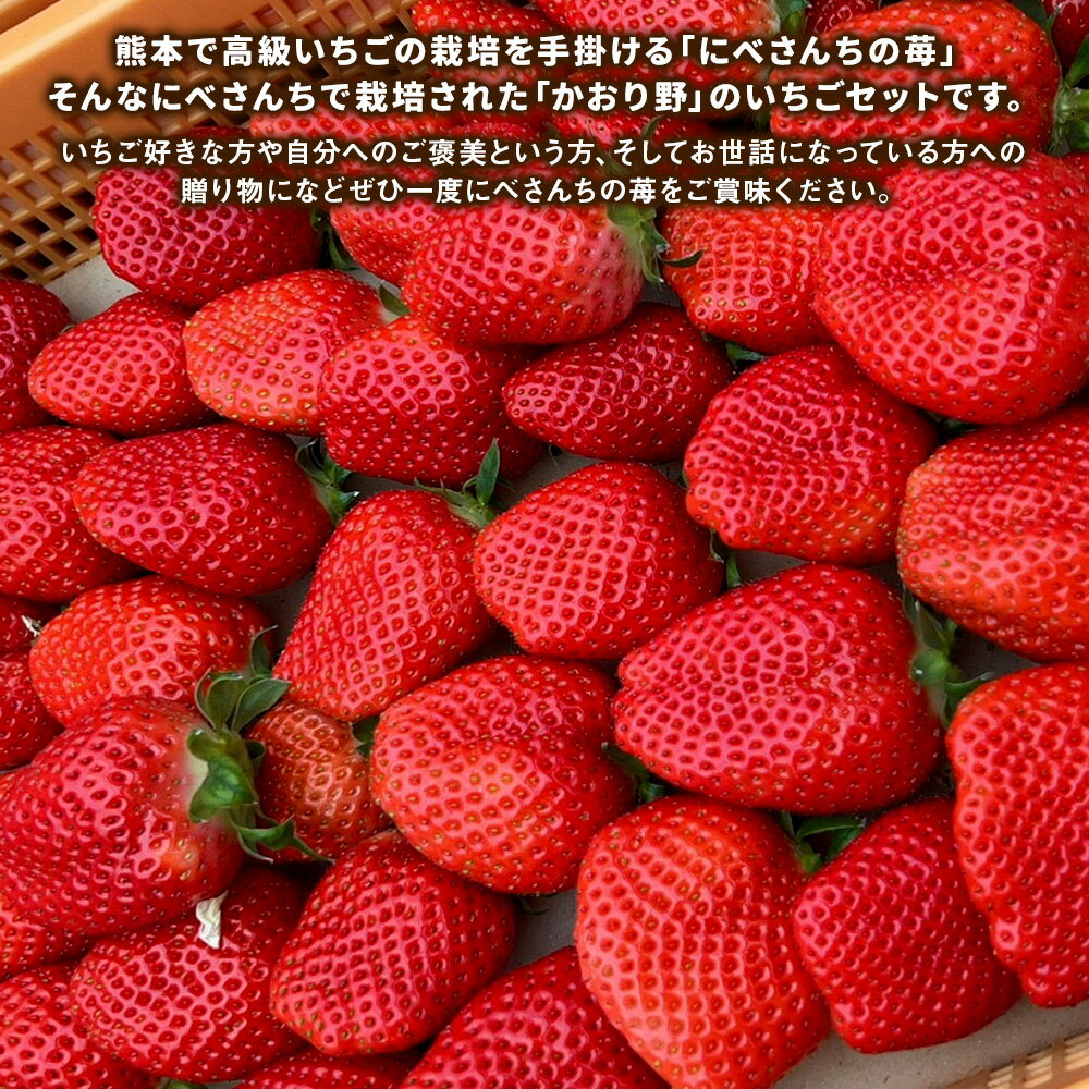 【ふるさと納税】にべさんちの苺 熊本県産 イチゴ かおり野 約520g 約260g(6～9玉)×2パック 苺 いちご フルーツ くだもの 果物 果実 冷蔵 九州 熊本県 送料無料 【2025年12月上旬発送開始】 サムネイル3