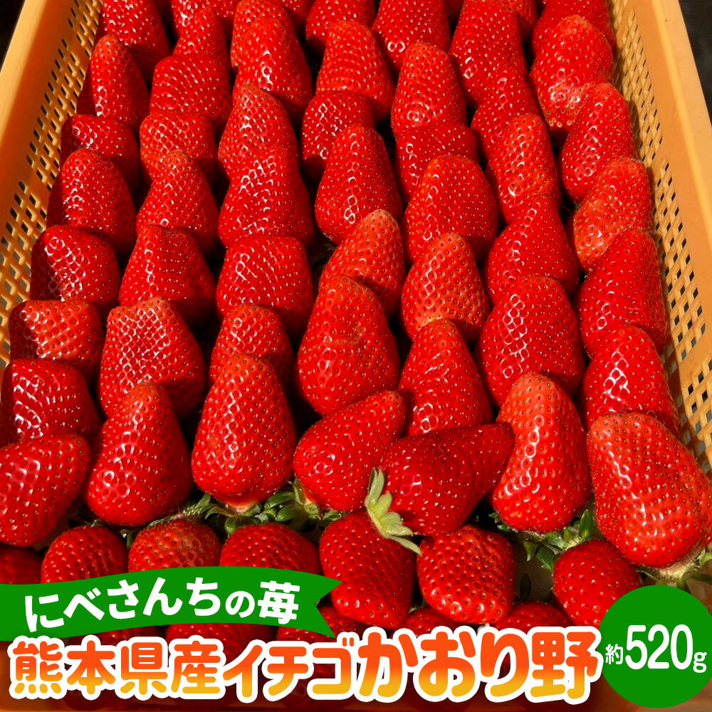にべさんちの苺 熊本県産 イチゴ かおり野 約520g 約260g(6～9玉)×2パック 苺 いちご フルーツ くだもの 果物 果実 冷蔵 九州 熊本県 送料無料 【2025年12月上旬発送開始】