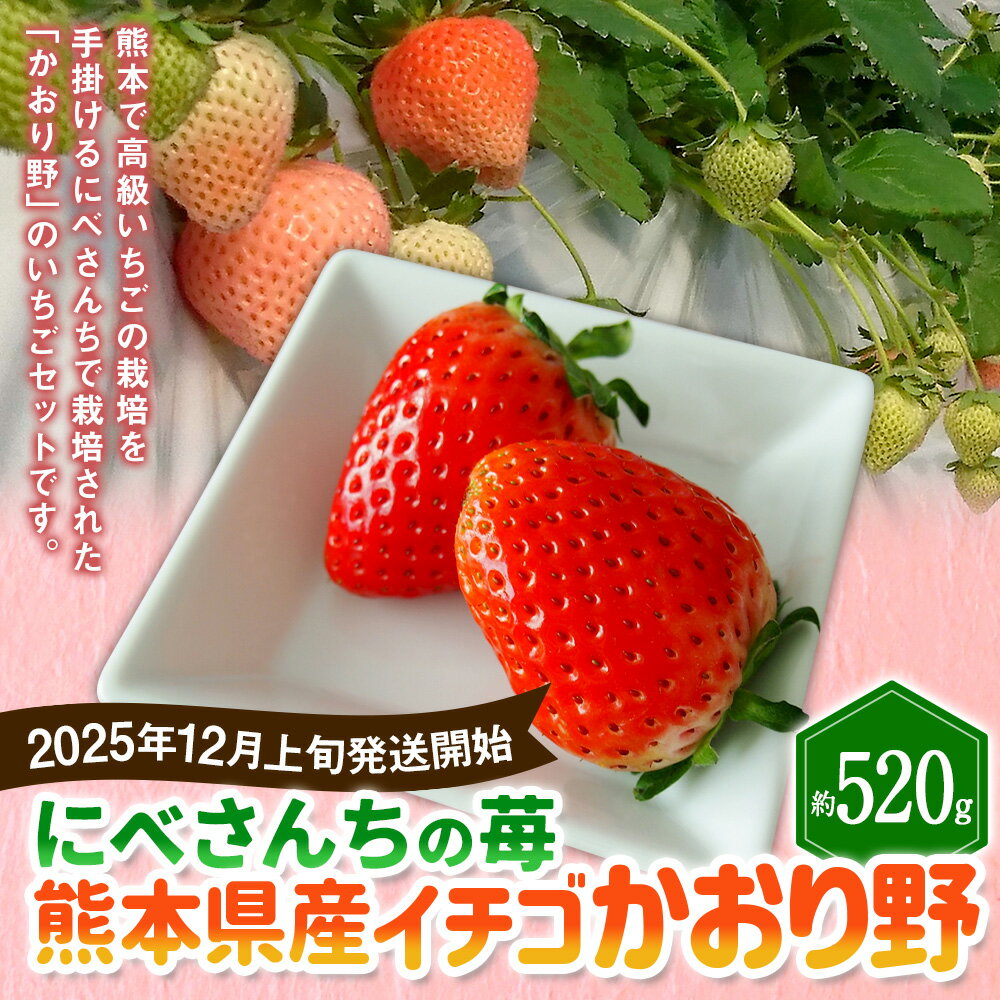 【ふるさと納税】にべさんちの苺 熊本県産 イチゴ かおり野 約520g 約260g(6～9玉)×2パック 苺 いちご フルーツ くだもの 果物 果実 冷蔵 九州 熊本県 送料無料 【2025年12月上旬発送開始】 サムネイル2