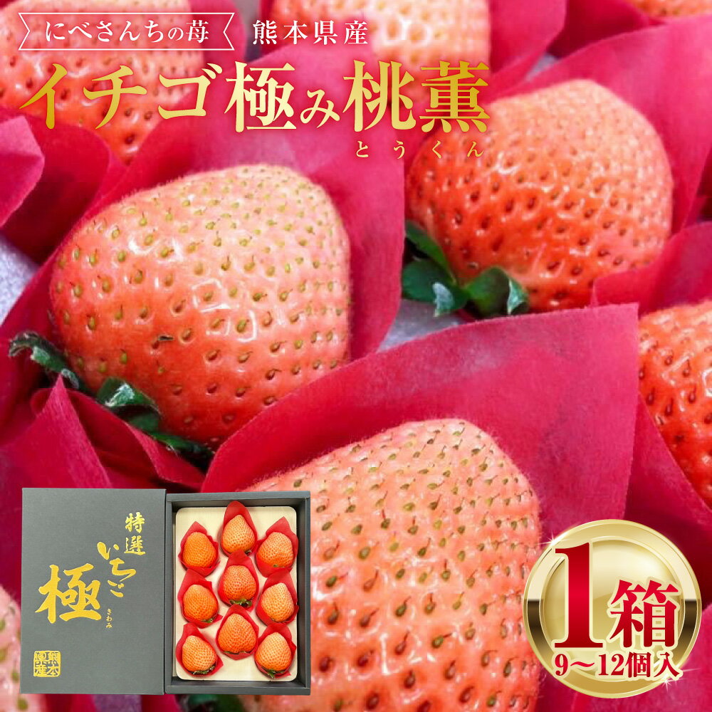 にべさんちの苺 熊本県産 イチゴ 極み 桃薫(とうくん) 1箱(9～12個) 苺 いちご 果物 果実 フルーツ くだもの 冷蔵 九州 熊本県 送料無料 【2026年1月下旬発送開始】
