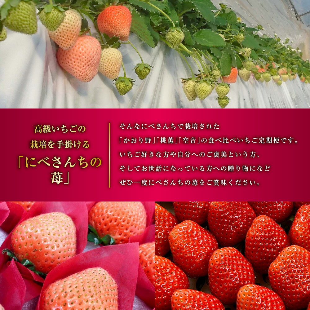 【ふるさと納税】【3か月連続定期便】にべさんちの苺 熊本県産 イチゴ 食べ比べ 定期便 かおり野 桃薫 空音 全3回 3ヶ月 定期配送 果物 くだもの 果実 フルーツ 冷蔵 九州 熊本県 送料無料 【2026年1月下旬発送開始】 サムネイル3