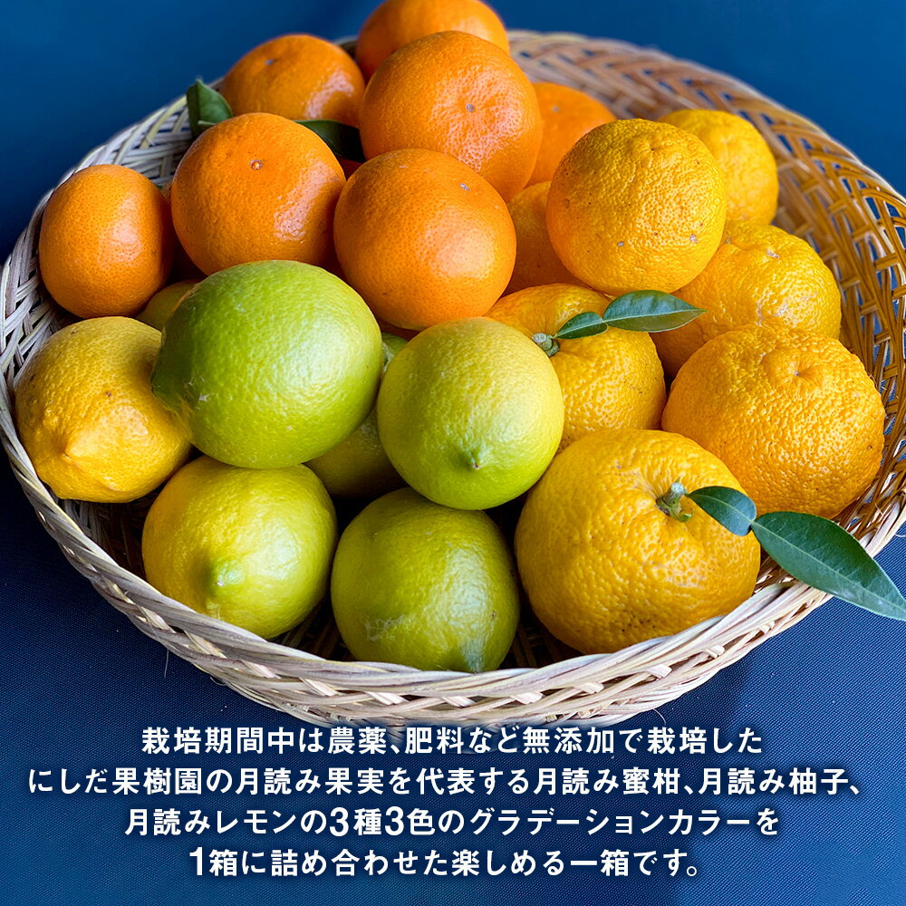 【ふるさと納税】にしだ果樹園の熊本県産 月読み果実 3色 詰め合わせ 3品種 約2.5kg 詰合せ 3種 セット みかん 柑橘 密柑 レモン 柚子 フルーツ 果物 くだもの 化粧箱 常温 にしだ果樹園 九州 熊本県 送料無料 【2025年11月上旬発送開始】 サムネイル3