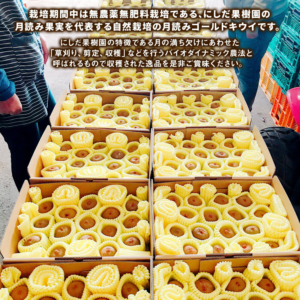 【ふるさと納税】【ご家庭用梱包】にしだ果樹園の熊本県産 月読み ゴールドキウイ サイズ混合 約2kg にしだ果樹園 キウイ くだもの 果物 フルーツ 果実 キウイフルーツ 常温 九州 熊本県 送料無料 【2025年11月上旬発送開始】 サムネイル3