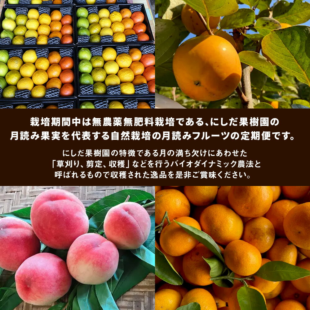 【ふるさと納税】【年4回定期便】にしだ果樹園の熊本県産 季節の月読み フルーツ 定期便 全4回 定期配送 フルーツ くだもの 果物 果実 みかん 密柑 カボス 柚子 レモン 柑橘 ホワイトピーチ 太秋柿 九州 熊本県 送料無料 サムネイル3