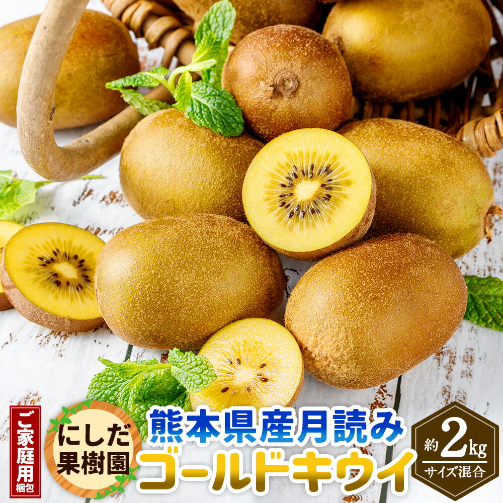 【ご家庭用梱包】にしだ果樹園の熊本県産 月読み ゴールドキウイ サイズ混合 約2kg にしだ果樹園 キウイ くだもの 果物 フルーツ 果実 キウイフルーツ 常温 九州 熊本県 送料無料 【2025年11月上旬発送開始】