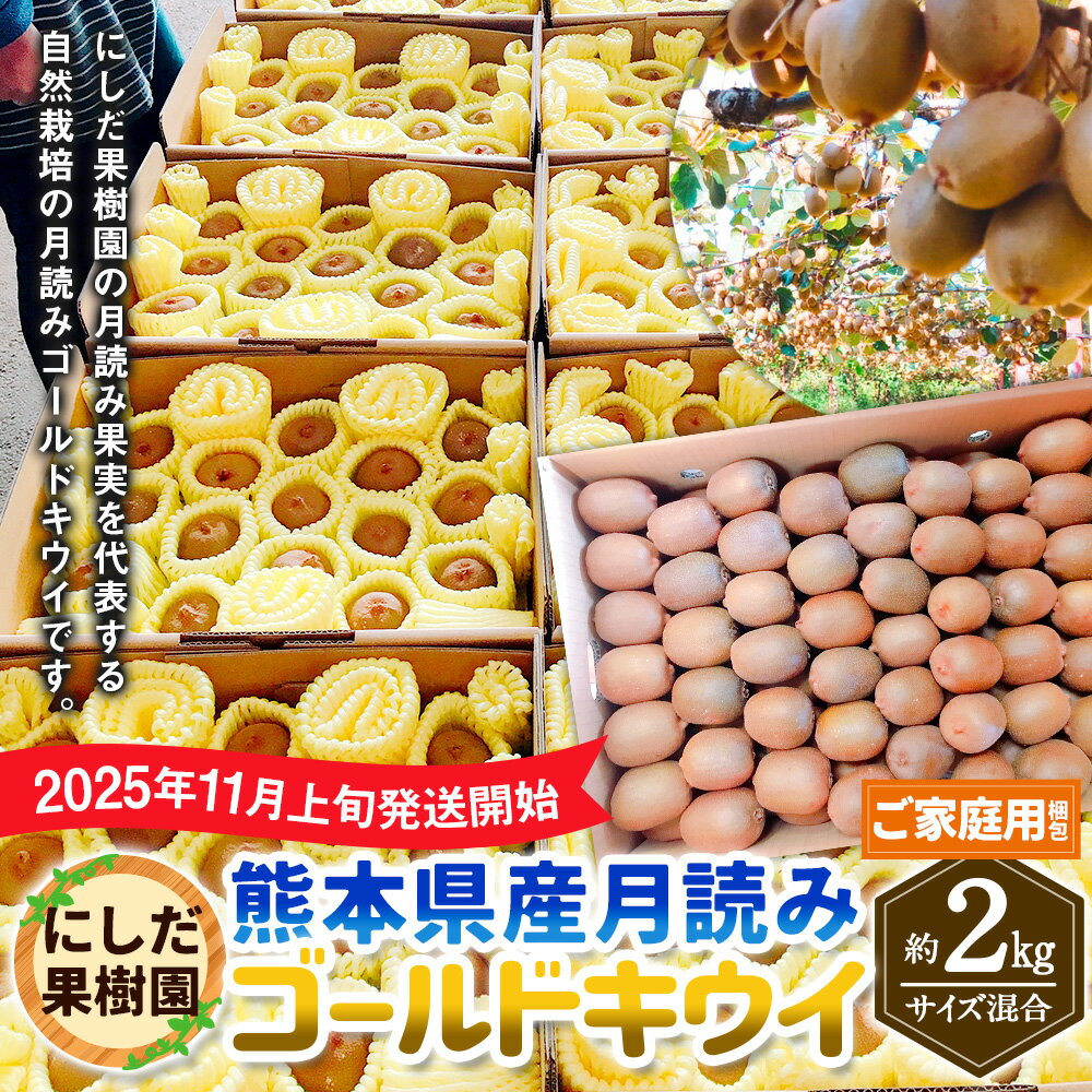 【ふるさと納税】【ご家庭用梱包】にしだ果樹園の熊本県産 月読み ゴールドキウイ サイズ混合 約2kg にしだ果樹園 キウイ くだもの 果物 フルーツ 果実 キウイフルーツ 常温 九州 熊本県 送料無料 【2025年11月上旬発送開始】 サムネイル2