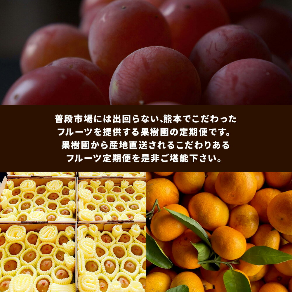 【ふるさと納税】【年3回定期便】熊本の果樹園 こだわり フルーツ 定期便 全3回 定期配送 密柑 柑橘 ぶどう 葡萄 紅瑞宝 キウイ ゴールドキウイ キウイフルーツ フルーツ くだもの 果物 果実 九州 熊本県 送料無料 サムネイル3