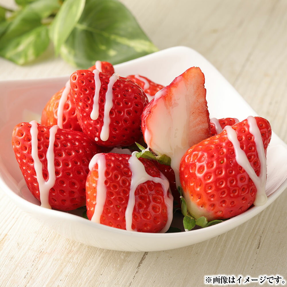 熊本県宇城市産 イチゴ 4パック 恋みのり 約1kg 250g×4パック フルーツ 果物 くだもの 果実 いちご 苺 九州 熊本県 送料無料 【2026年2月上旬発送開始】