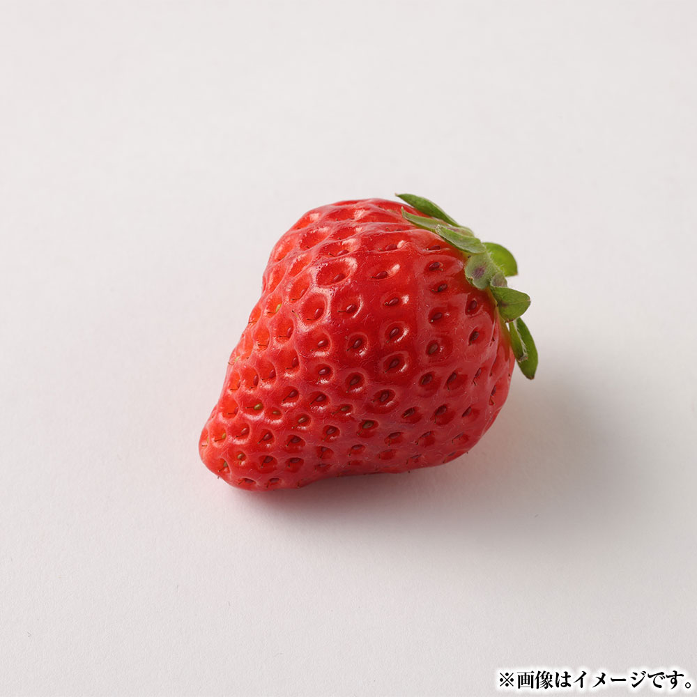 【ふるさと納税】熊本県宇城市産 イチゴ 4パック 恋みのり 約1kg 250g×4パック フルーツ 果物 くだもの 果実 いちご 苺 九州 熊本県 送料無料 【2026年2月上旬発送開始】 サムネイル2