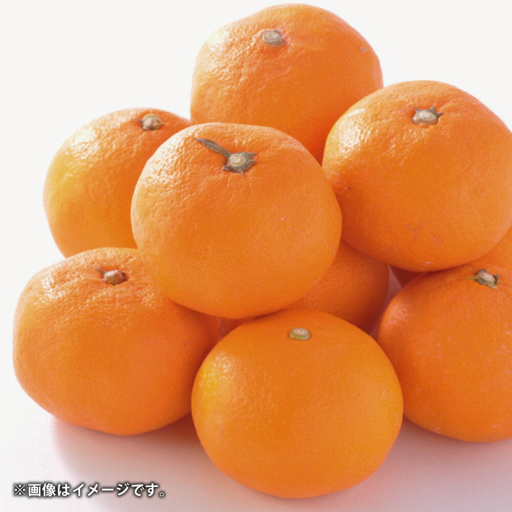 熊本県産 ハウスみかん 約5kg 約48～60個 【2026年7月上旬発送開始】 蜜柑 ミカン 柑橘 高糖度 果物 くだもの 果実 フルーツ 旬 お取り寄せ ギフト 国産 九州 熊本県 熊本市 冷蔵配送 送料無料