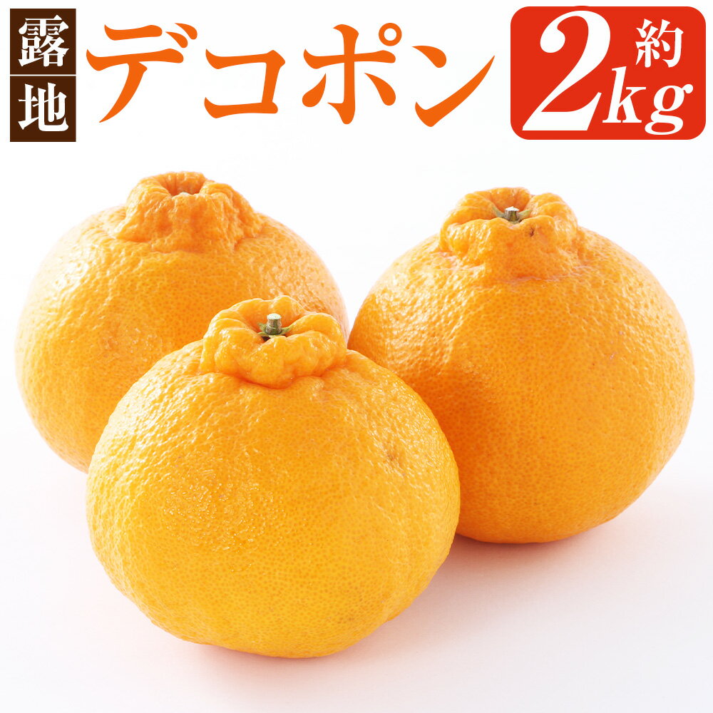 熊本県産 デコポン 露地栽培 約2kg 約7～8玉 柑橘 みかん ミカン 蜜柑 でこぽん 果物 くだもの 果実 フルーツ 旬 お取り寄せ ギフト 国産 九州 熊本県 芦北 常温 送料無料 【2026年3月上旬発送開始】
