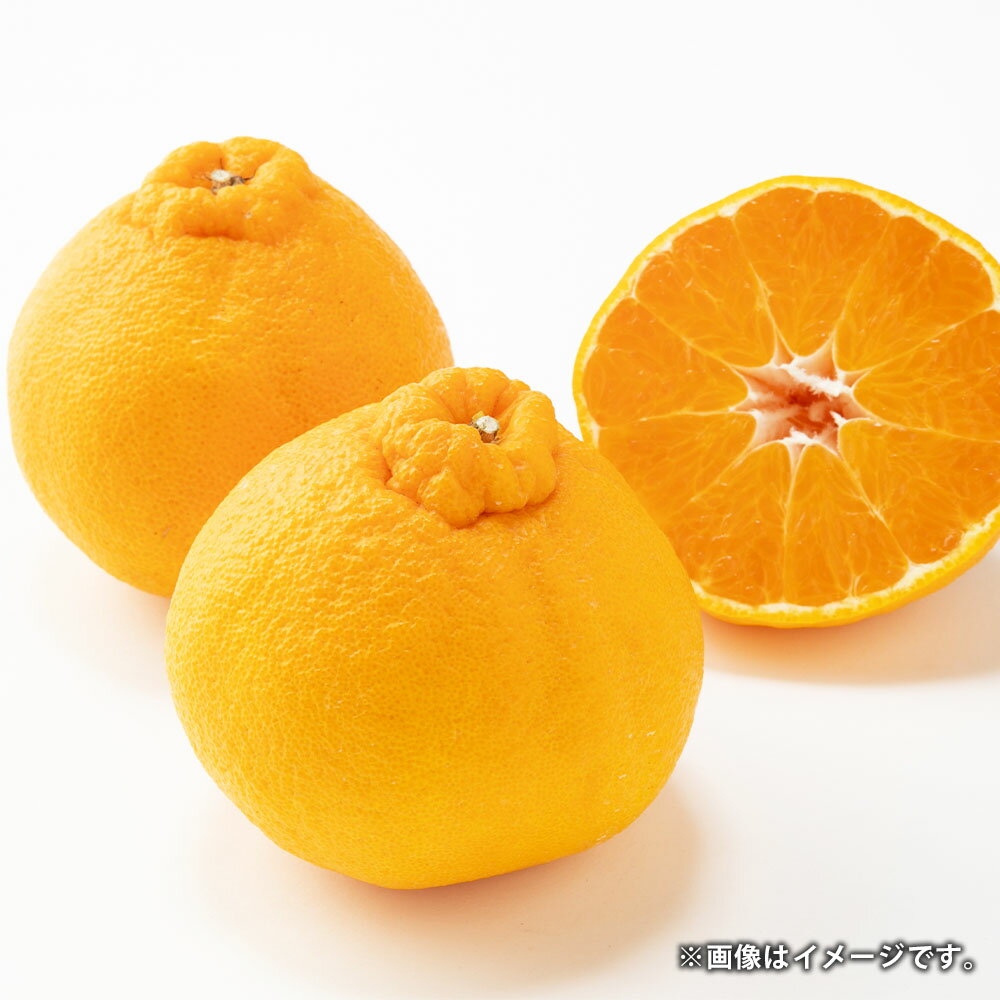 熊本県産 デコポン ハウス栽培 約3kg 約8～10玉 柑橘 みかん ミカン 蜜柑 でこぽん 果物 くだもの 果実 フルーツ 旬 お取り寄せ ギフト 国産 九州 熊本県 常温 送料無料 【2026年1月下旬発送開始】