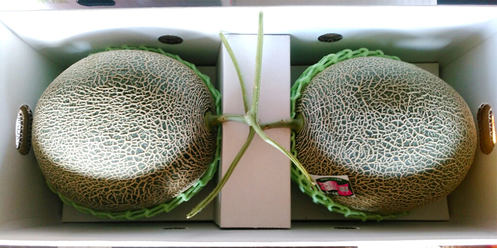 【ふるさと納税】 肥後グリーン メロン 2玉 合計3.2kg以上 3Lサイズ以上 大玉 1玉あたり1.6kg以上 くだもの 果物 フルーツ 先行予約 熊本市産 熊本県産 九州産 国産 送料無料 【2026年5月上旬～7月上旬迄順次発送予定】 サムネイル3