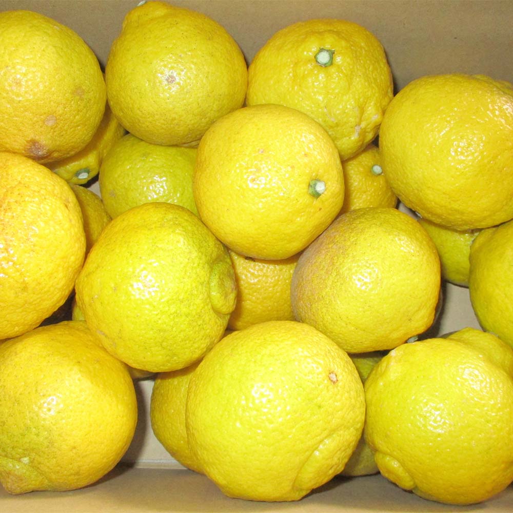 【ふるさと納税】 【規格外品】はるか ご家庭用 10kg 10000円 1万円 サイズ不選別 サラダみかん 訳あり みかん ミカン フルーツ 果物 くだもの 柑橘 熊本県産 九州産 先行予約 送料無料 【2026年2月上旬～3月下旬迄発送予定】 サムネイル3