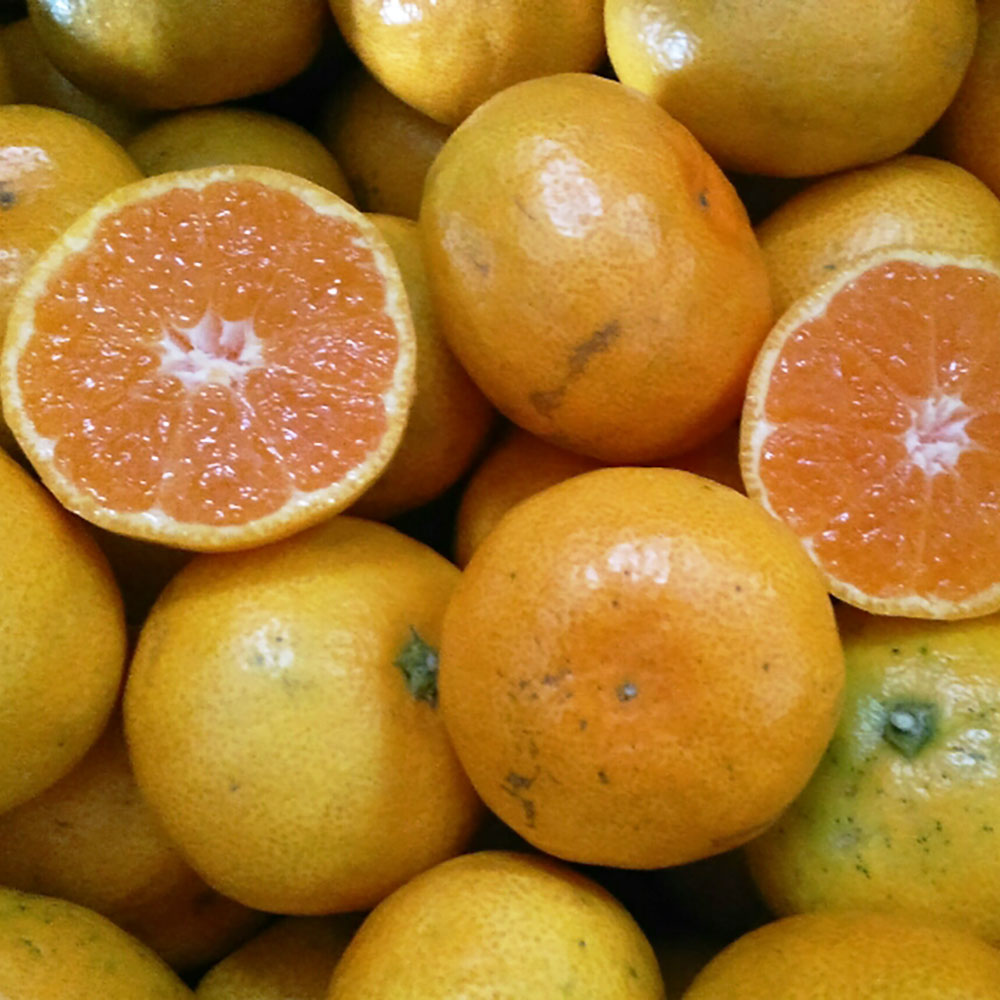 【規格外品】 熊本市産 みかん 15kg ご家庭用 不揃い サイズ不選別 訳あり 蜜柑 ミカン フルーツ 果物 柑橘 熊本産 九州産 送料無料 【2025年10月下旬～2026年2月下旬発送予定】