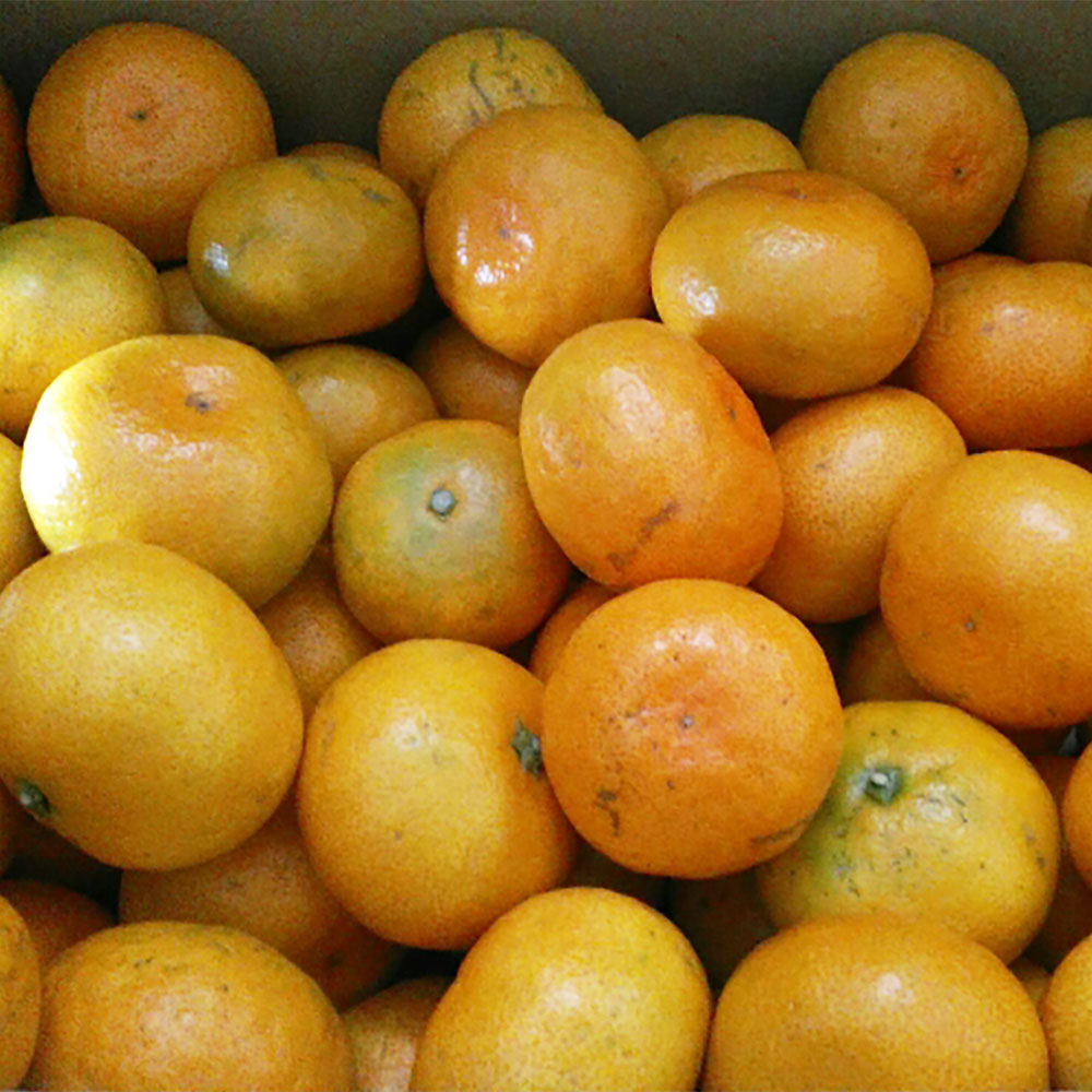 【ふるさと納税】 【規格外品】 熊本市産 みかん 15kg ご家庭用 不揃い サイズ不選別 訳あり 蜜柑 ミカン フルーツ 果物 柑橘 熊本産 九州産 送料無料 【2025年10月下旬～2026年2月下旬発送予定】 サムネイル2