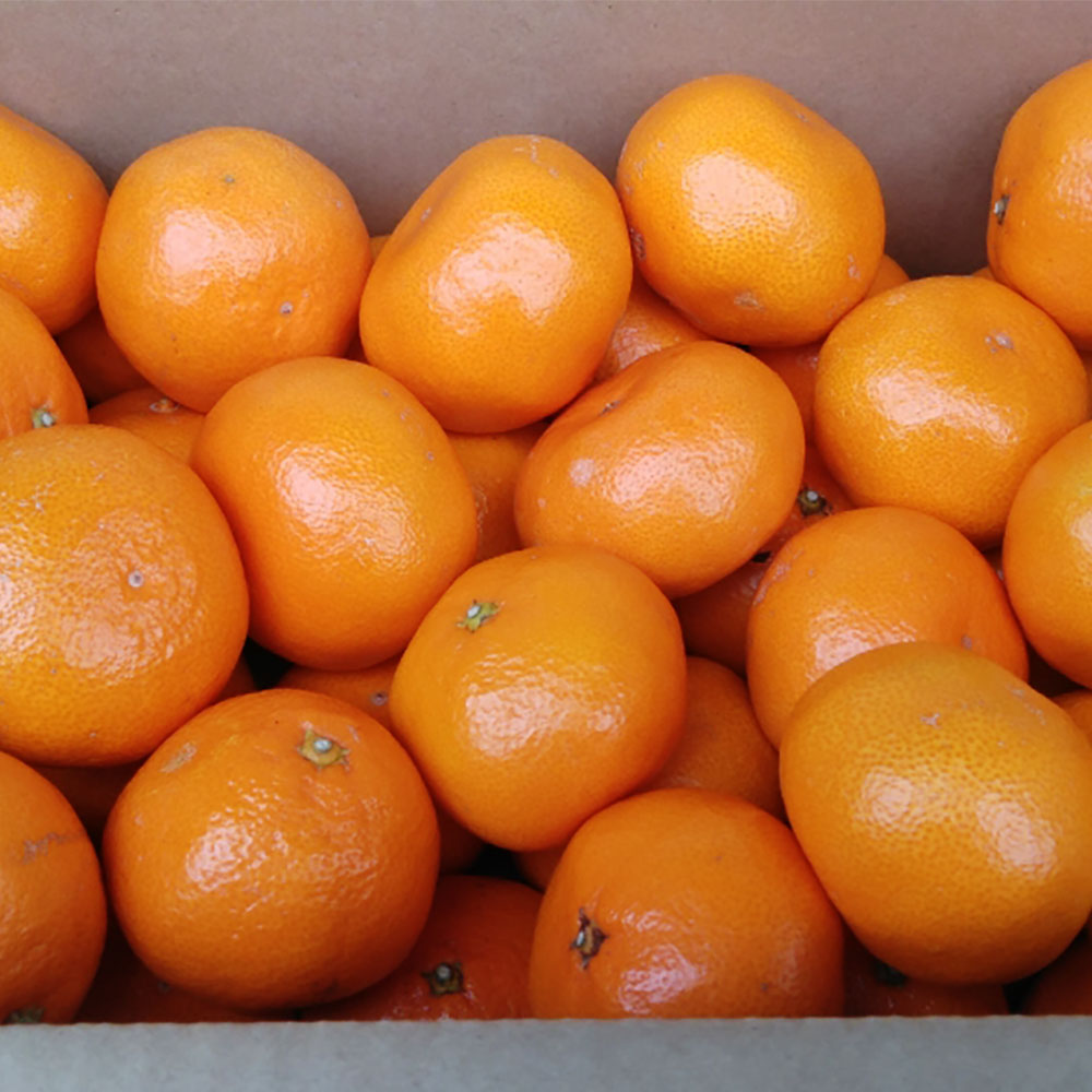 熊本市産 みかん 5kg サイズ2L～2S 蜜柑 ミカン フルーツ 果物 柑橘 熊本産 九州産 送料無料 【2025年10月下旬~2026年2月下旬発送予定】