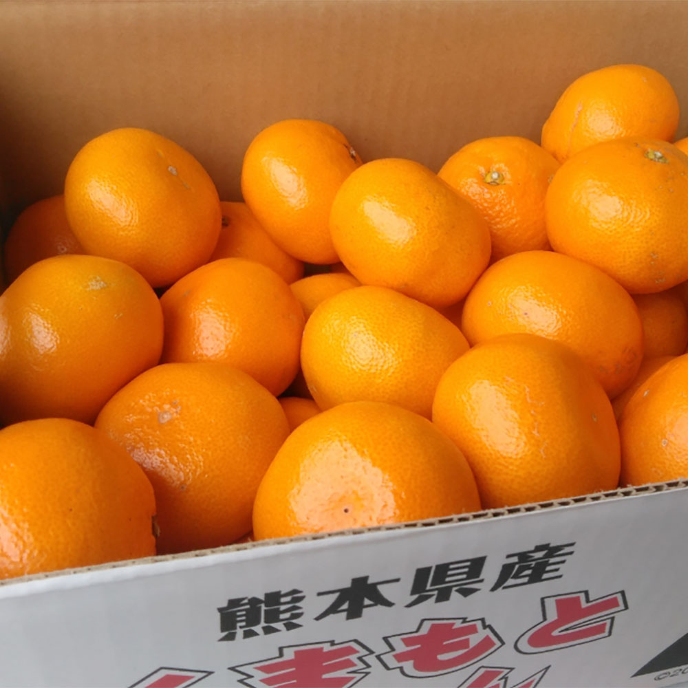 【ふるさと納税】 熊本市産 みかん 5kg サイズ2L～2S 蜜柑 ミカン フルーツ 果物 柑橘 熊本産 九州産 送料無料 【2025年10月下旬~2026年2月下旬発送予定】 サムネイル2