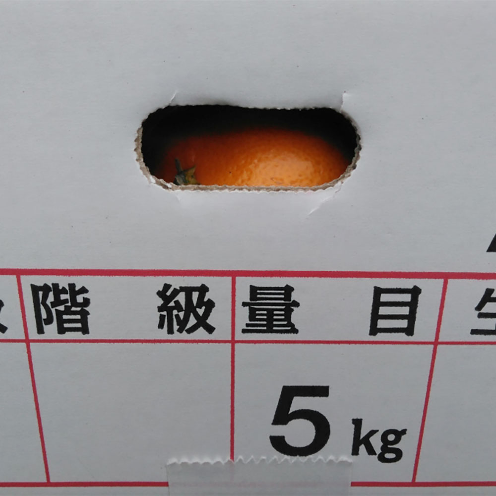 【ふるさと納税】 熊本市産 みかん 5kg サイズ2L～2S 蜜柑 ミカン フルーツ 果物 柑橘 熊本産 九州産 送料無料 【2025年10月下旬~2026年2月下旬発送予定】 サムネイル3