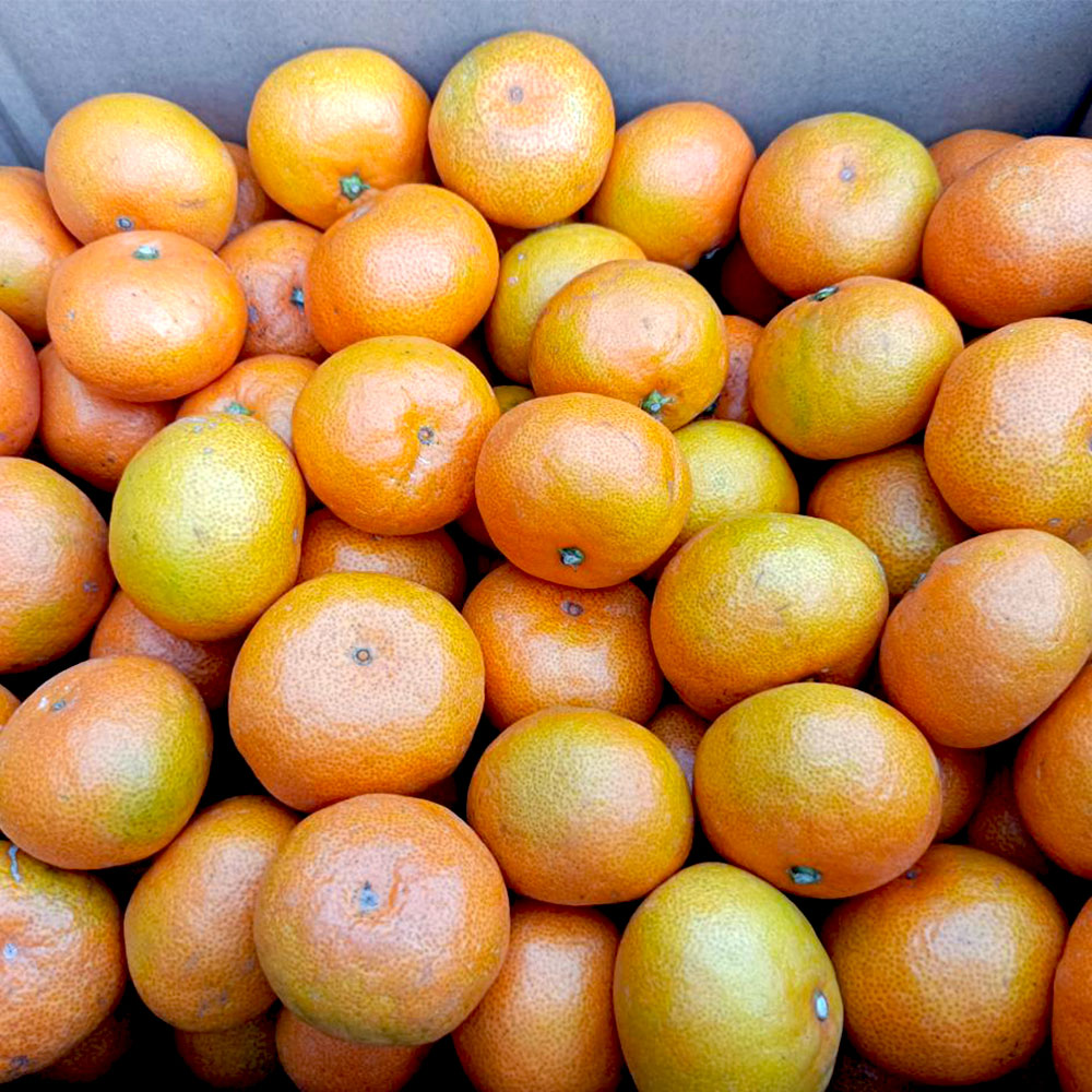 熊本市産 みかん 10kg サイズ2L～2S 蜜柑 ミカン フルーツ 果物 柑橘 熊本産 九州産 送料無料【2025年10月下旬~2026年2月下旬迄発送予定】