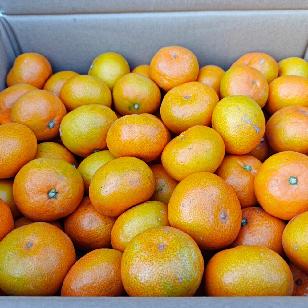 【ふるさと納税】 熊本市産 みかん 10kg サイズ2L～2S 蜜柑 ミカン フルーツ 果物 柑橘 熊本産 九州産 送料無料【2025年10月下旬~2026年2月下旬迄発送予定】 サムネイル2