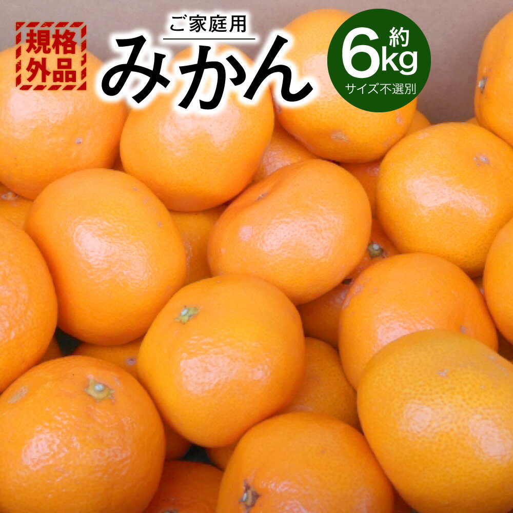 【規格外品】みかん ご家庭用 約6kg 5000円 サイズ不選別 ミカン 蜜柑 柑橘 果実 フルーツ くだもの 果物 おやつ 熊本県産 国産 冷蔵 先行予約 送料無料 【2025年10月下旬～2026年2月上旬迄発送予定】