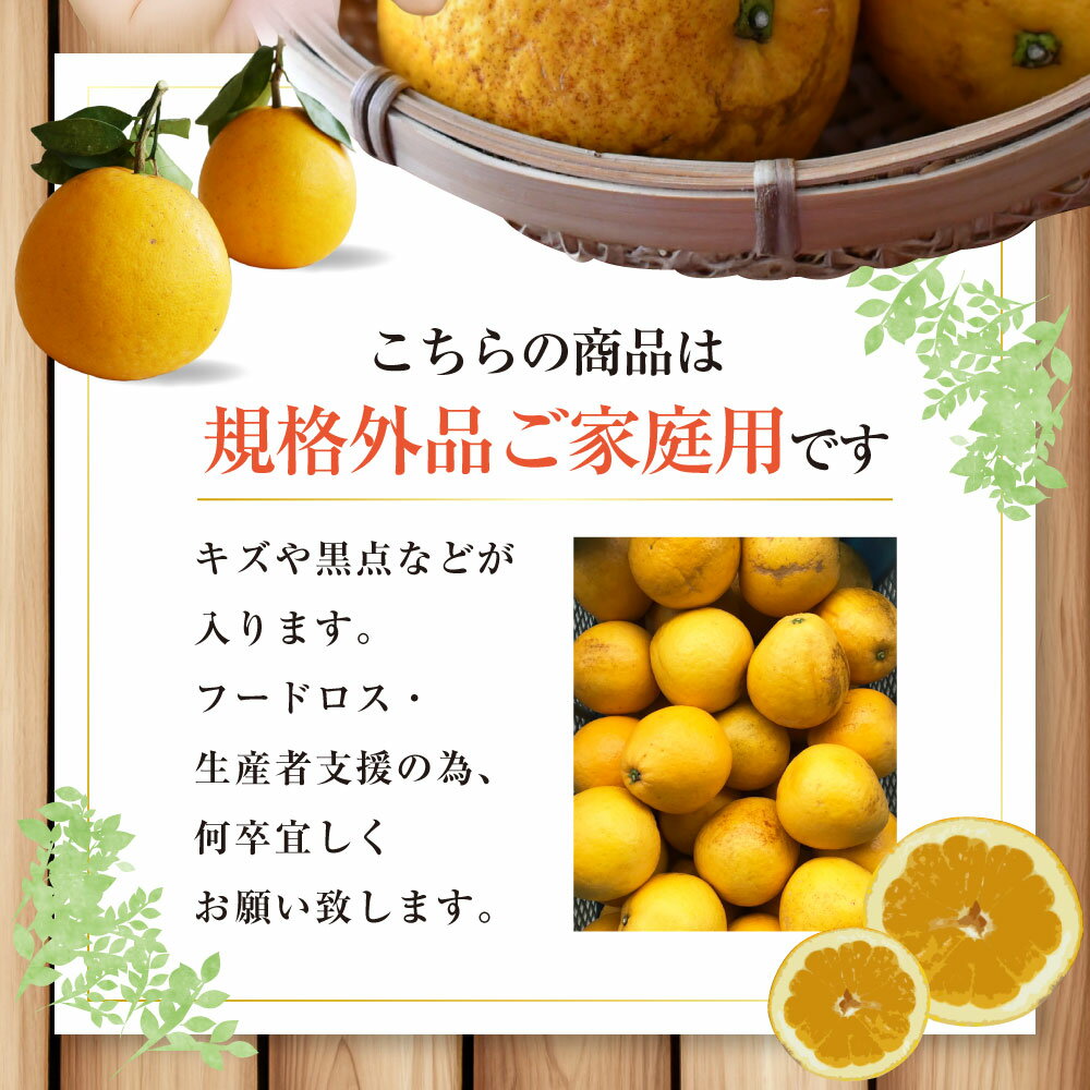 【ふるさと納税】 【規格外品】河内晩柑 ご家庭用 15kg 10000円 1万円 サイズ不選別 訳あり 和製グレープフルーツ みかん フルーツ 果物 柑橘 熊本県産 九州産 送料無料 【2026年3月下旬～6月下旬発送予定】 サムネイル3