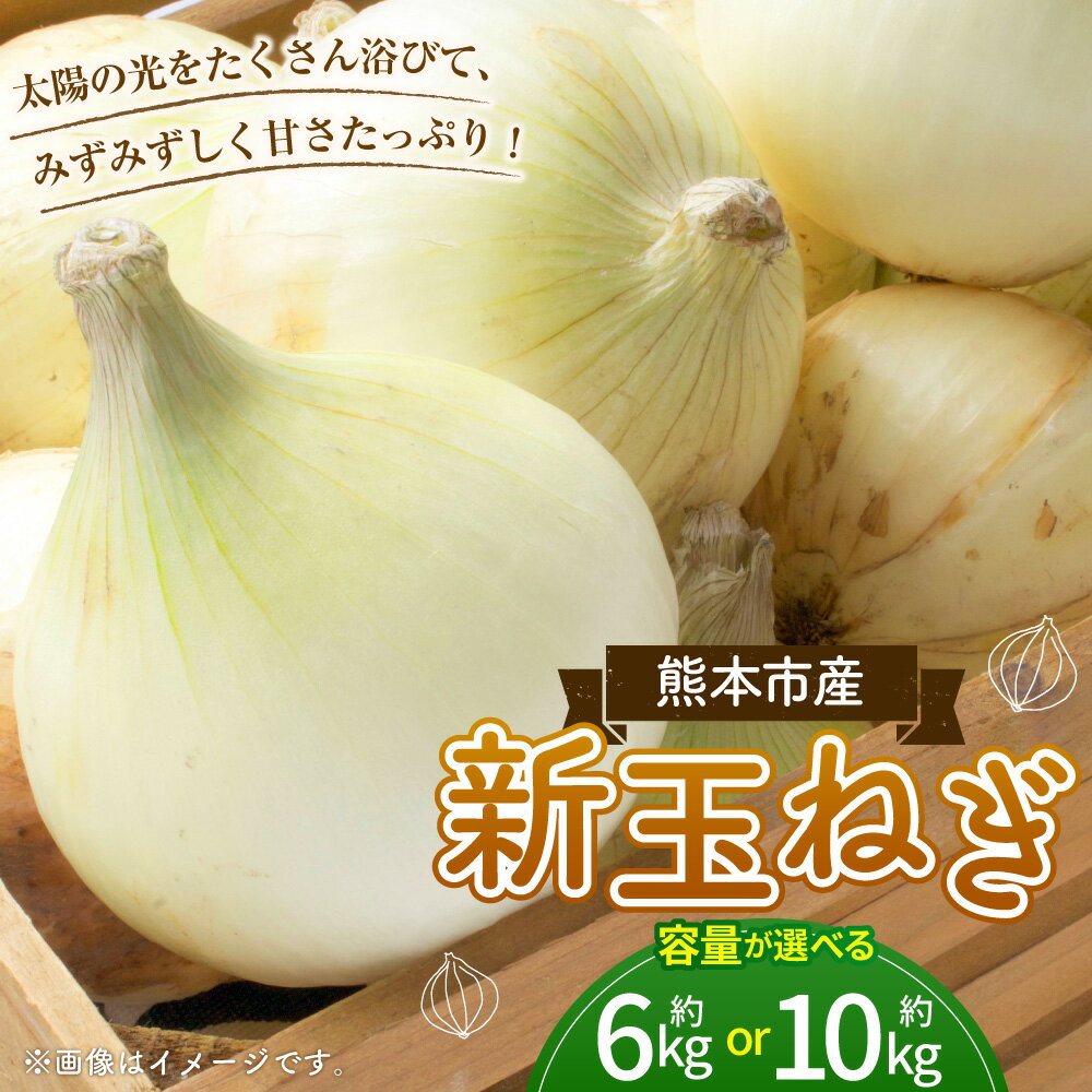 【ふるさと納税】＜選べる容量＞【数量限定】新玉ねぎ 約6kg または 約10kg 玉葱 たまねぎ タマネギ 野菜 やさい 熊本県 熊本市 送料無料 【2026年3月下旬～4月迄順次発送予定】 - 画像2