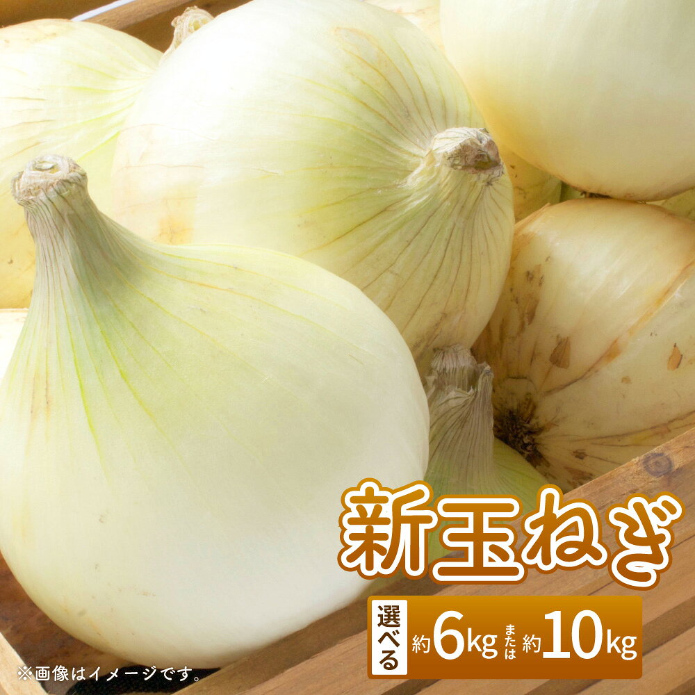 ＜選べる容量＞【数量限定】新玉ねぎ 約6kg または 約10kg 玉葱 たまねぎ タマネギ 野菜 やさい 熊本県 熊本市 送料無料 【2026年3月下旬～4月迄順次発送予定】