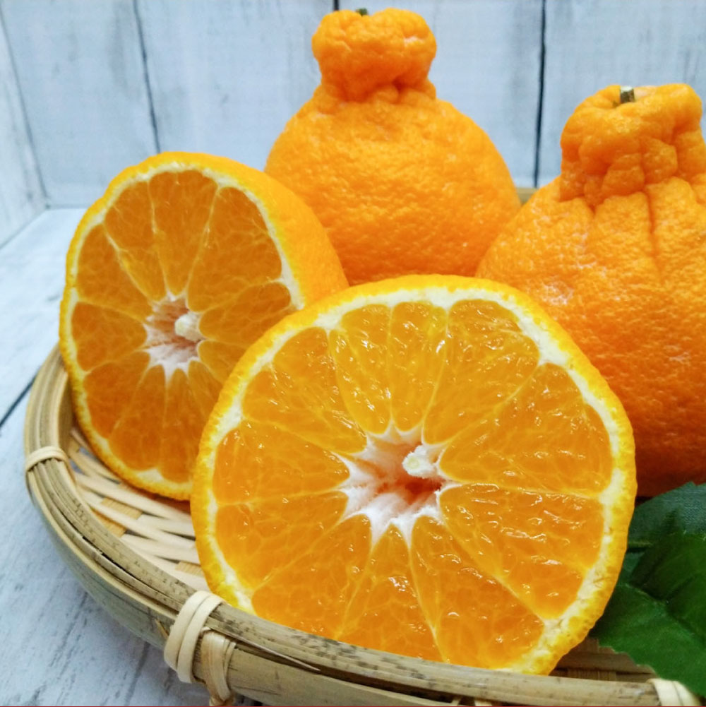 ＜選べる容量＞ デコポン 約2kg / 約3kg / 約5kg でこぽん 柑橘 ブランド柑橘 不知火 しらぬい みかん フルーツ 果物 くだもの 厳選 常温 熊本県産 熊本県 熊本市 送料無料 【2026年1月下旬～2月下旬迄順次発送予定】