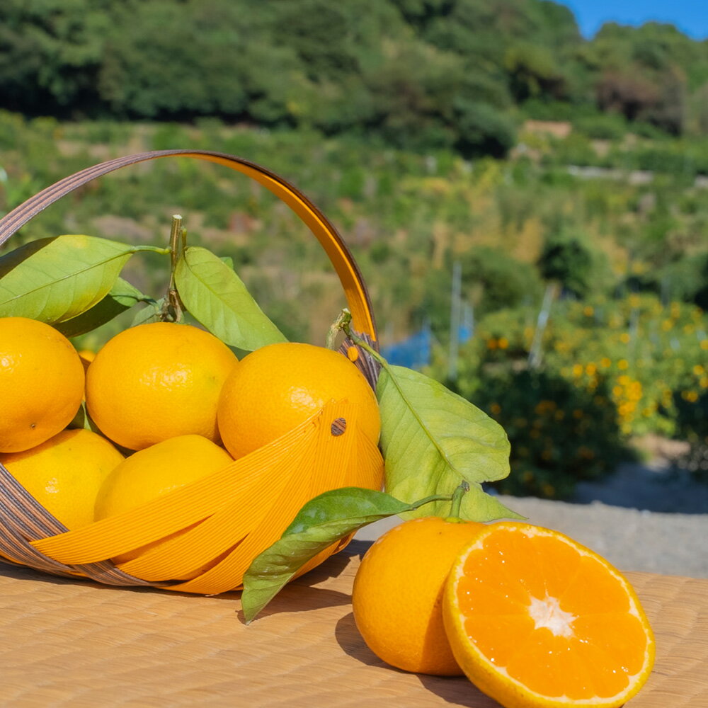 【ふるさと納税】 【訳アリ】「河内みかん堂」のみかん 選べる容量 4kg または 9kg 傷み補償付き（約5玉） みかん 極早生 早生 中生 普通早生 訳あり 家庭用 柑橘 果実 果物 くだもの 熊本県産 国産 送料無料 【2025年10月上旬～12月下旬発送予定】 サムネイル2