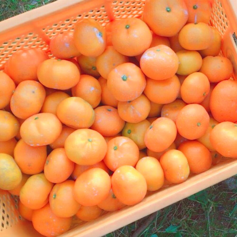 【ふるさと納税】 【訳アリ】「河内みかん堂」のみかん 選べる容量 4kg または 9kg 傷み補償付き（約5玉） みかん 極早生 早生 中生 普通早生 訳あり 家庭用 柑橘 果実 果物 くだもの 熊本県産 国産 送料無料 【2025年10月上旬～12月下旬発送予定】 サムネイル3