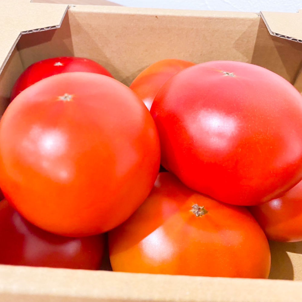 まるで太陽の恵みをそのまま閉じ込めたような真っ赤な 大玉トマト約3.5kg（熊本県産）トマト とまと 3.5kg 野菜 やさい 常温 熊本県 熊本市 送料無料【2026年1月下旬～5月下旬迄発送予定】