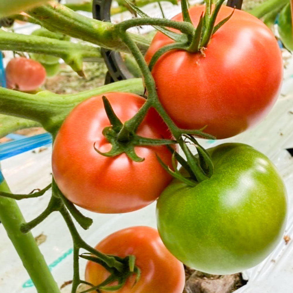 【ふるさと納税】まるで太陽の恵みをそのまま閉じ込めたような真っ赤な 大玉トマト約3.5kg（熊本県産）トマト とまと 3.5kg 野菜 やさい 常温 熊本県 熊本市 送料無料【2026年1月下旬～5月下旬迄発送予定】 - 画像3