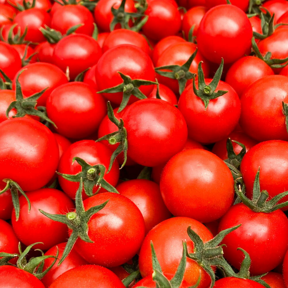 まるでフルーツのような特撰 ミニトマト 約3kg（熊本県産）ミニトマト トマト とまと 野菜 やさい 常温 熊本県 熊本市 送料無料【2026年1月下旬～5月下旬迄発送予定】