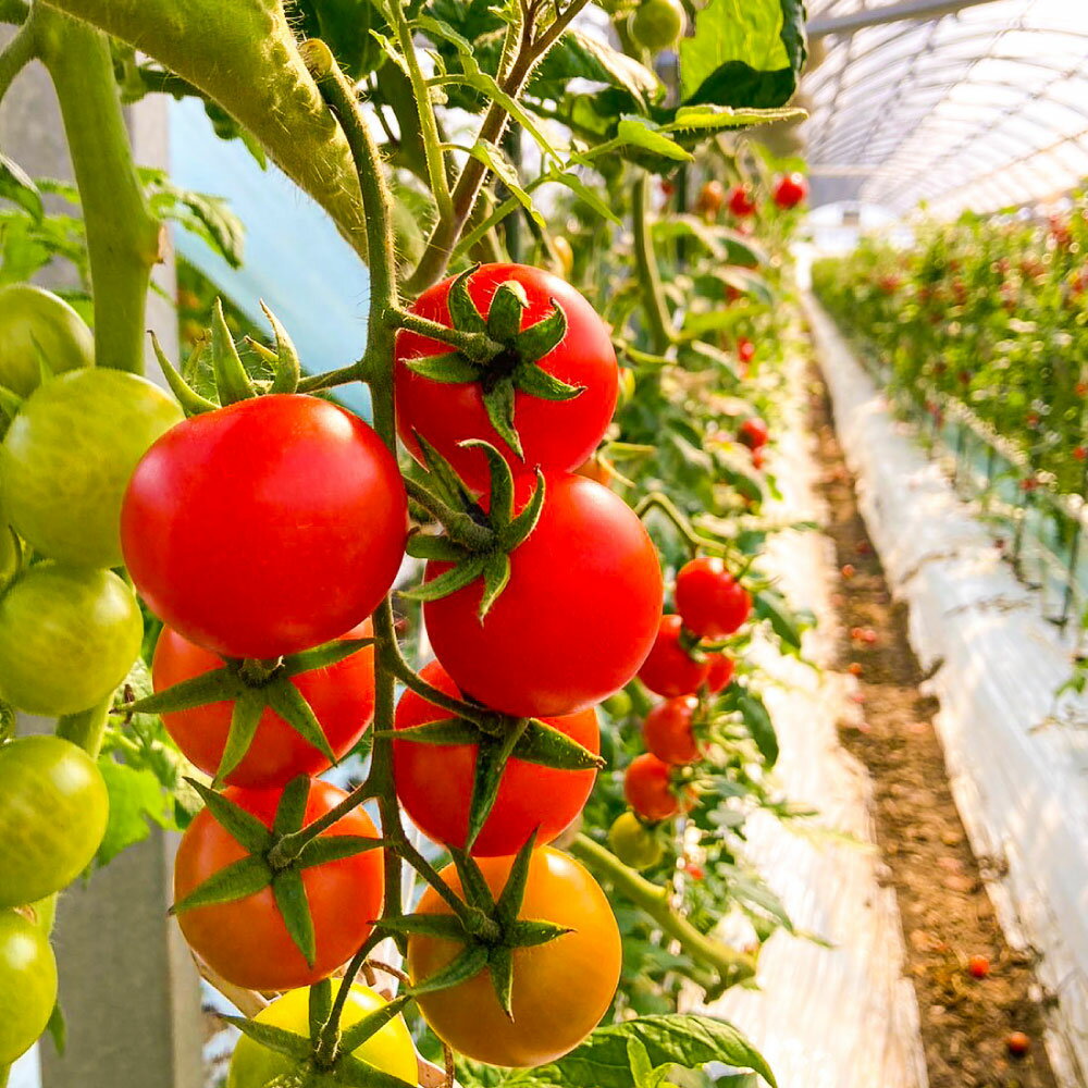 【ふるさと納税】まるでフルーツのような特撰 ミニトマト 約3kg（熊本県産）ミニトマト トマト とまと 野菜 やさい 常温 熊本県 熊本市 送料無料【2026年1月下旬～5月下旬迄発送予定】 - 画像3