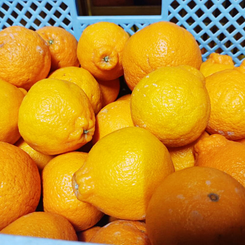 【ふるさと納税】 不知火 （デコポンと同品種） ＜選べる＞約2kg または 約5kg または 約10kg 5000円 ～ 17000円 5000円 ～ 1万7000円 サイズ不選別 蜜柑 柑橘 しらぬい 果実 果物 フルーツ 国産 常温 先行予約 送料無料 【2026年2月上旬～2026年3月下旬迄発送予定】 サムネイル2
