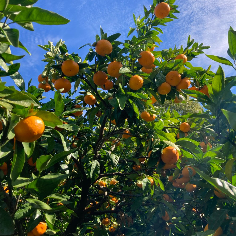 ＜選べる内容量＞熊本県河内産 みかん 金峰 3kg・5kg 有機肥料使用 ミカン 蜜柑 柑橘類 フルーツ くだもの 果物 果実 熊本県産 国産 九州 熊本県 熊本市 送料無料【2026年1月上旬～1月下旬迄発送予定】