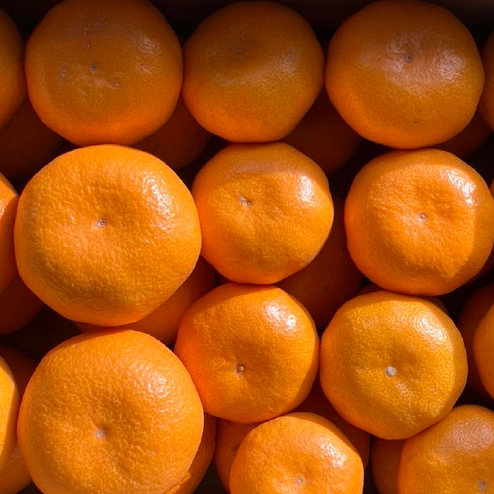 熊本県河内産 みかん まぼろしのみかん 今村 今村温州 3kg 有機肥料使用 ミカン 蜜柑 柑橘類 フルーツ くだもの 果物 果実 熊本県産 国産 九州 熊本県 熊本市 送料無料【2026年2月上旬～2月下旬迄発送予定】