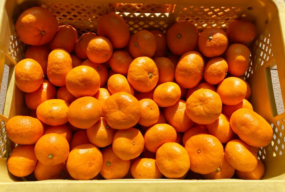 【ふるさと納税】熊本県河内産 みかん まぼろしのみかん 今村 今村温州 3kg 有機肥料使用 ミカン 蜜柑 柑橘類 フルーツ くだもの 果物 果実 熊本県産 国産 九州 熊本県 熊本市 送料無料【2026年2月上旬～2月下旬迄発送予定】 サムネイル2